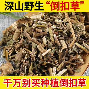 深山野生倒扣草中药材500g土牛七倒钩草 牛膝草牛膝头