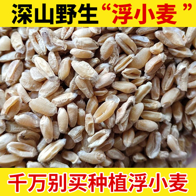 浮小麦 野生正品盗汗 淮小麦正品 500克浮小麦茶小麦瘪子
