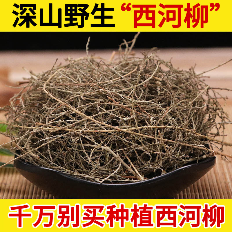 西河柳野生中药材怪柳丝 柳观音 柳山川柳红筋条三春柳西湖柳柽柳