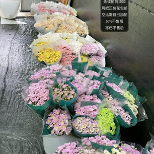 满两把正价花加购福利随机小菊限购一把不售后不指定