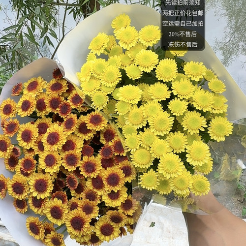 小棕熊+太阳神混色小菊10支  两链接包邮