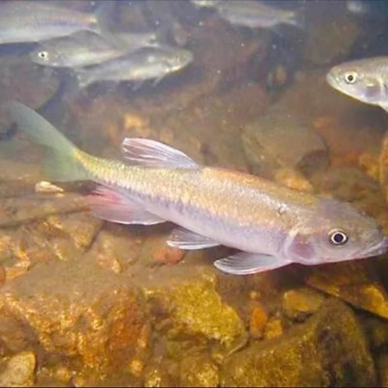 长鳍鱲原生淡水鱼异鱲群游马口鱼耐寒溪流不加温冷水观赏鱼宽鳍鱲