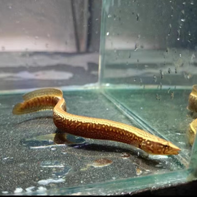 耐活中华刺鳅冷水淡水好养免加温