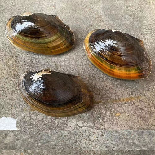 鲜活河蚌净化水质除绿水除藻
