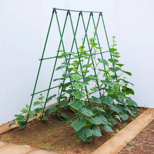 黄瓜爬藤架豆角架西红柿支撑杆瓜果蔬菜搭棚架子植物专用包塑钢管
