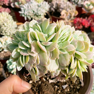 原始伯克利锦缀