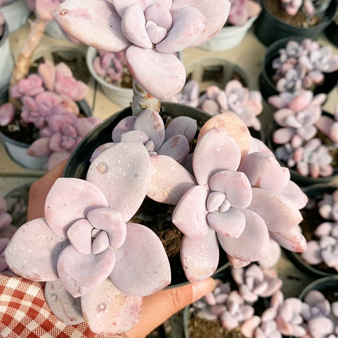 桃霜,鲜花速递/花卉仿真/绿植园艺,多肉植物,淘宝优惠券,粉丝福利购,淘宝优惠卷