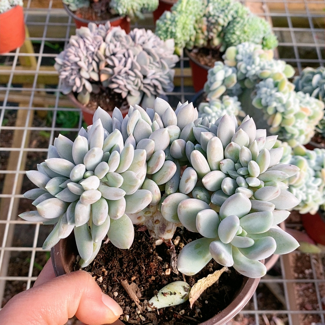 胖美人朵朵,鲜花速递/花卉仿真/绿植园艺,多肉植物,淘宝优惠券,粉丝福利购,淘宝优惠卷