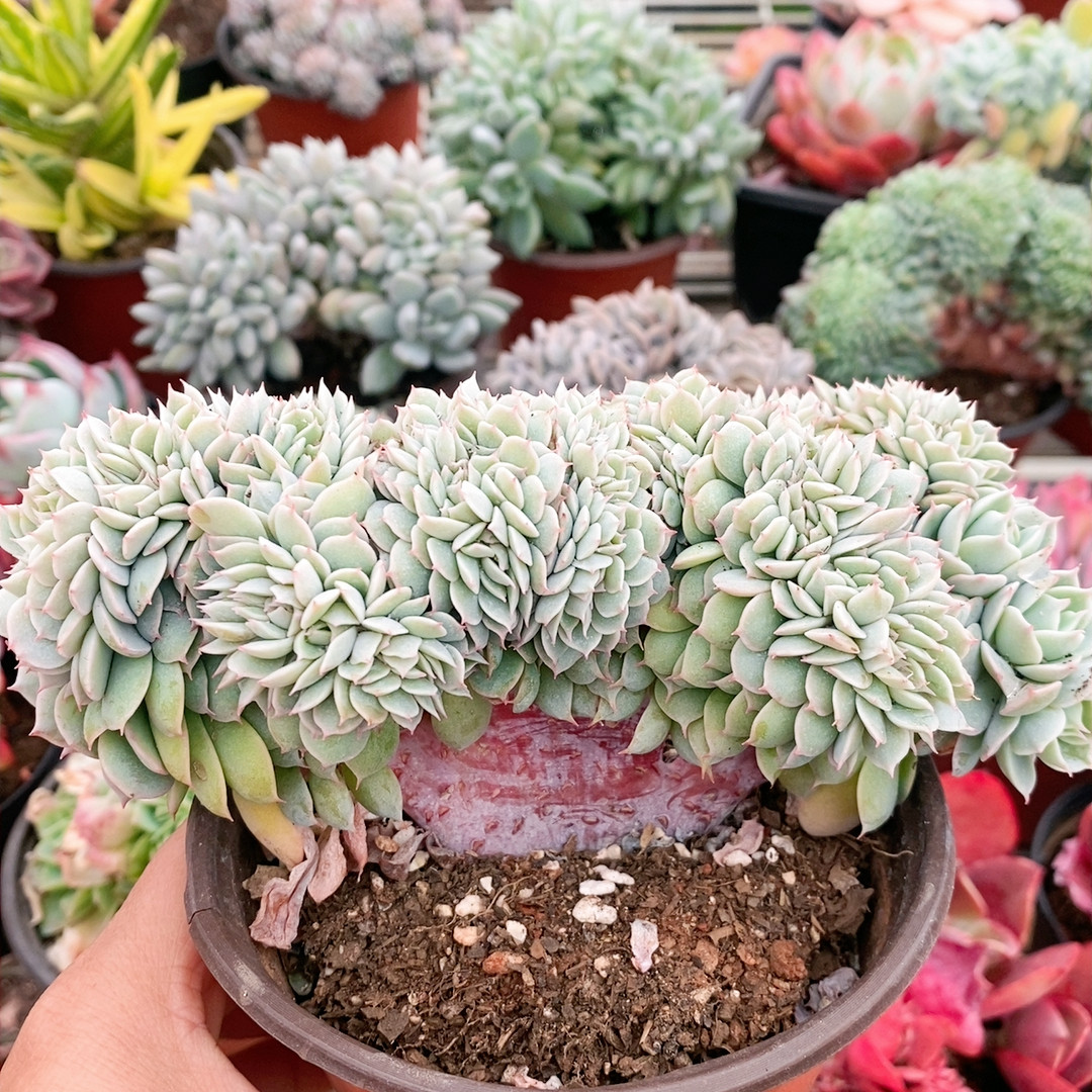 雪域蓝巴黎缀,鲜花速递/花卉仿真/绿植园艺,多肉植物,淘宝优惠券,粉丝福利购,淘宝优惠卷