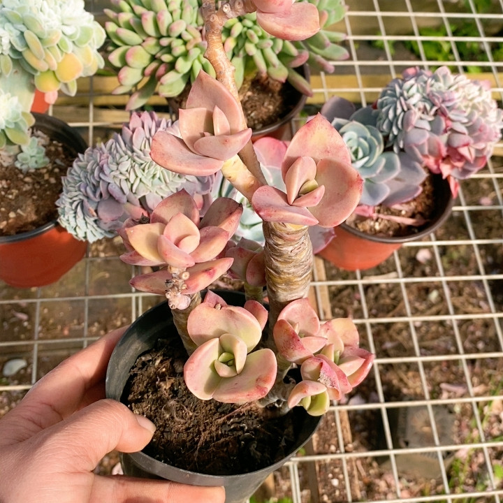 贺氏老桩,鲜花速递/花卉仿真/绿植园艺,多肉植物,淘宝优惠券,粉丝福利购,淘宝优惠卷