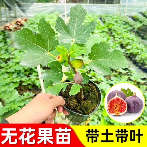 无花果树果苗特大果带果矮化盆栽