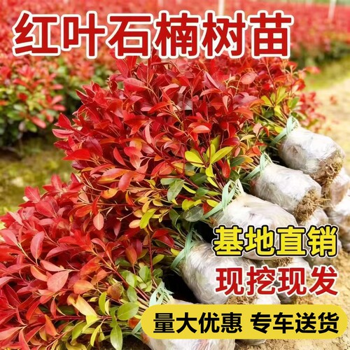 红叶石楠树苗公园庭院绿化苗木