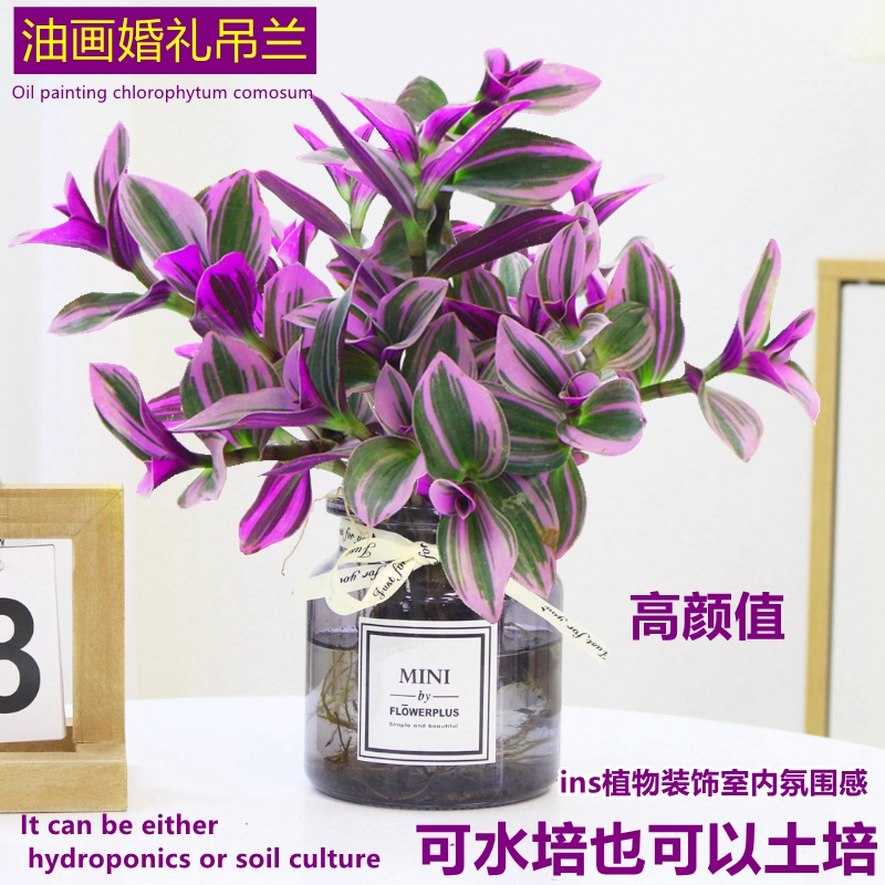 油画吊兰紫露兰桌面干净清爽好养