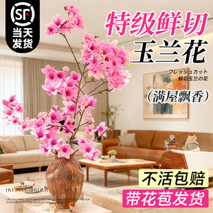 玉兰花鲜切水培植物带花苞紫玉兰干枝水养鲜花卉室内好养耐寒绿植