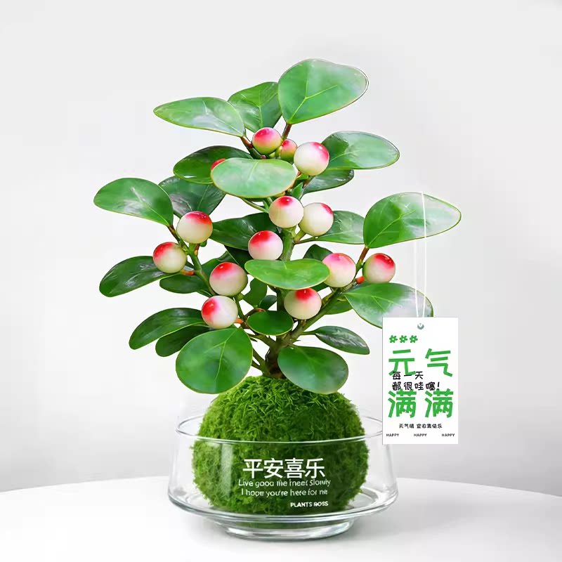 小盼菩提盆栽苔藓球带果发货好养