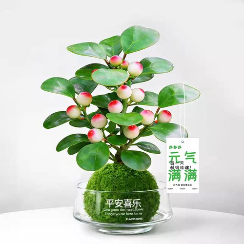 小盼菩提盆栽苔藓球带果发货好养