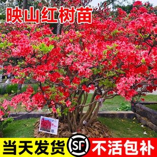 映山红树苗老桩盆栽四季盆景毛杜鹃花苗耐寒抗冻庭院室外种植好养