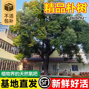朴树树苗朴树大树园林绿化工程苗木行道树拆迁占地庭院道路风景树