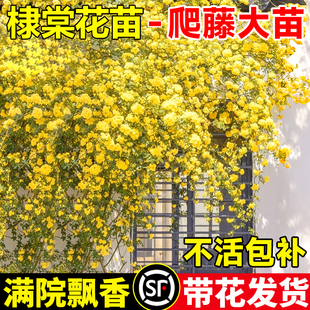 棣棠花重瓣花苗盆栽庭院室内外地栽爬藤植物耐寒攀援花卉懒人好养