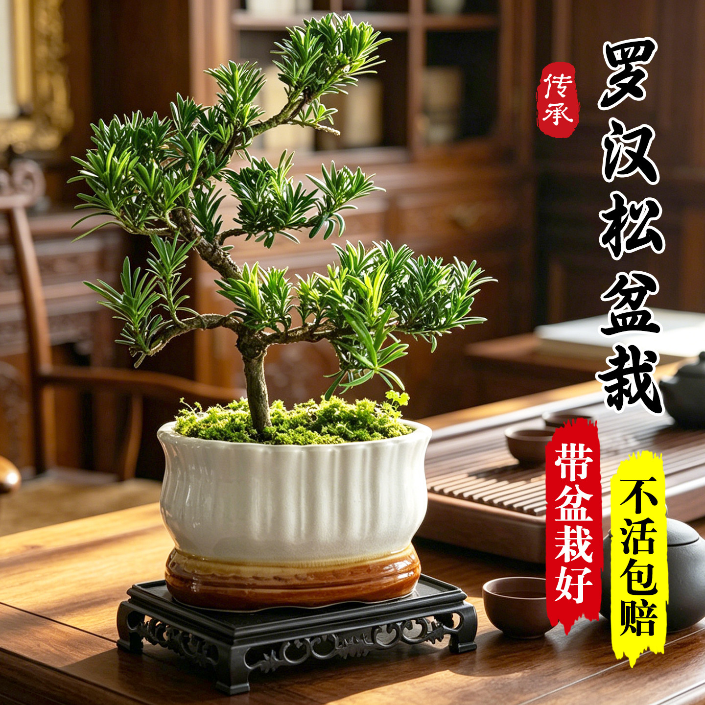 造型罗汉松盆景室内高端创意盆栽植物好养易活茶几绿植办公室花卉