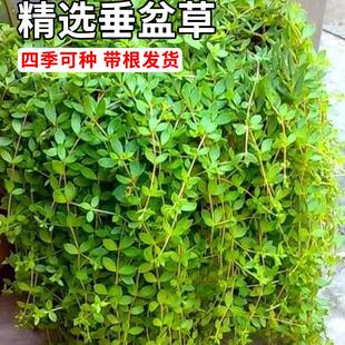 垂盆草新鲜可食用养肝护肝中草药盆栽室内阳台绿植垂吊植物狗牙瓣