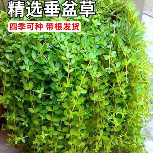 垂盆草新鲜可食用养肝护肝狗牙瓣