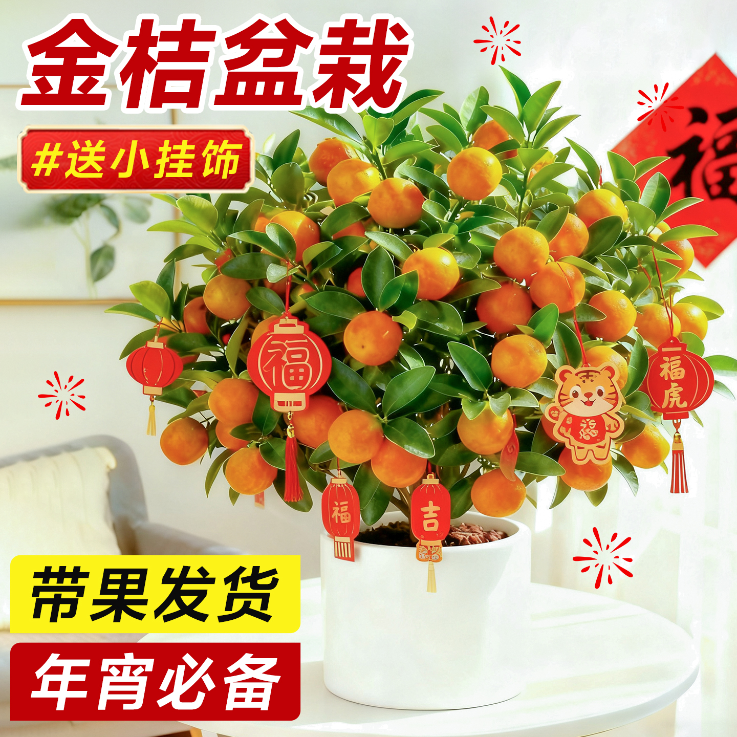 金桔树盆栽带果可食用好养易活