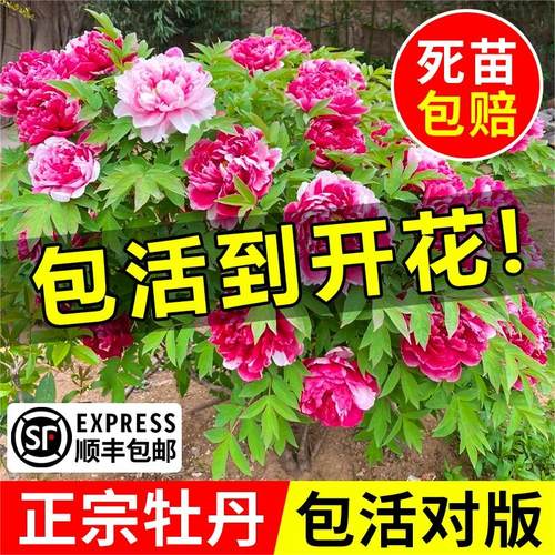 牡丹盆栽庭院好养易活四季开花