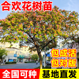 合欢花树苗庭院别墅园林名贵风景大树南北方种植盆栽绿化工程树木