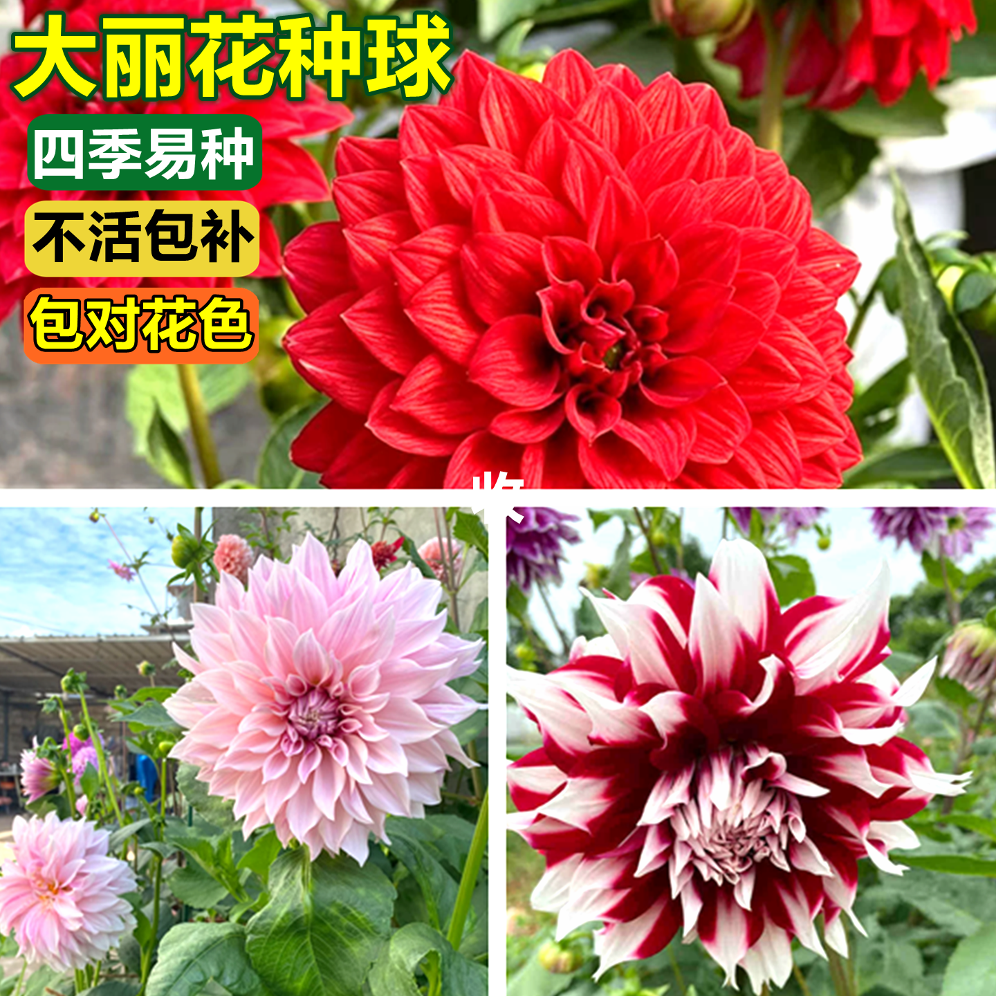 大丽花种球根花卉盆栽庭院鲜花种子四季种易活花苗大丽菊花地瓜花