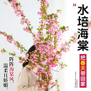水培植物海棠花鲜切枝室内盆栽树苗客厅水养绿植四季花卉白玉兰