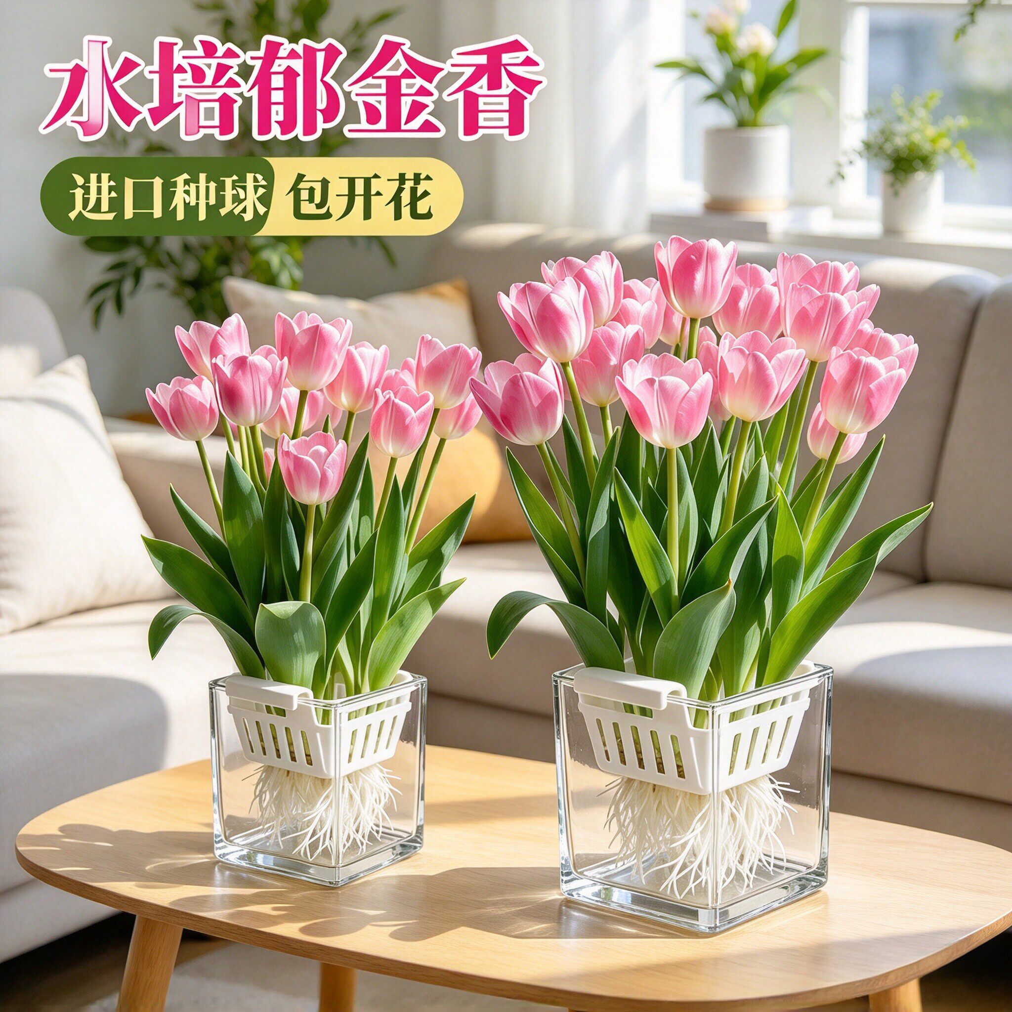 进口郁金香种球水培植物室内桌面好养水仙花卉适合一年四季养的花