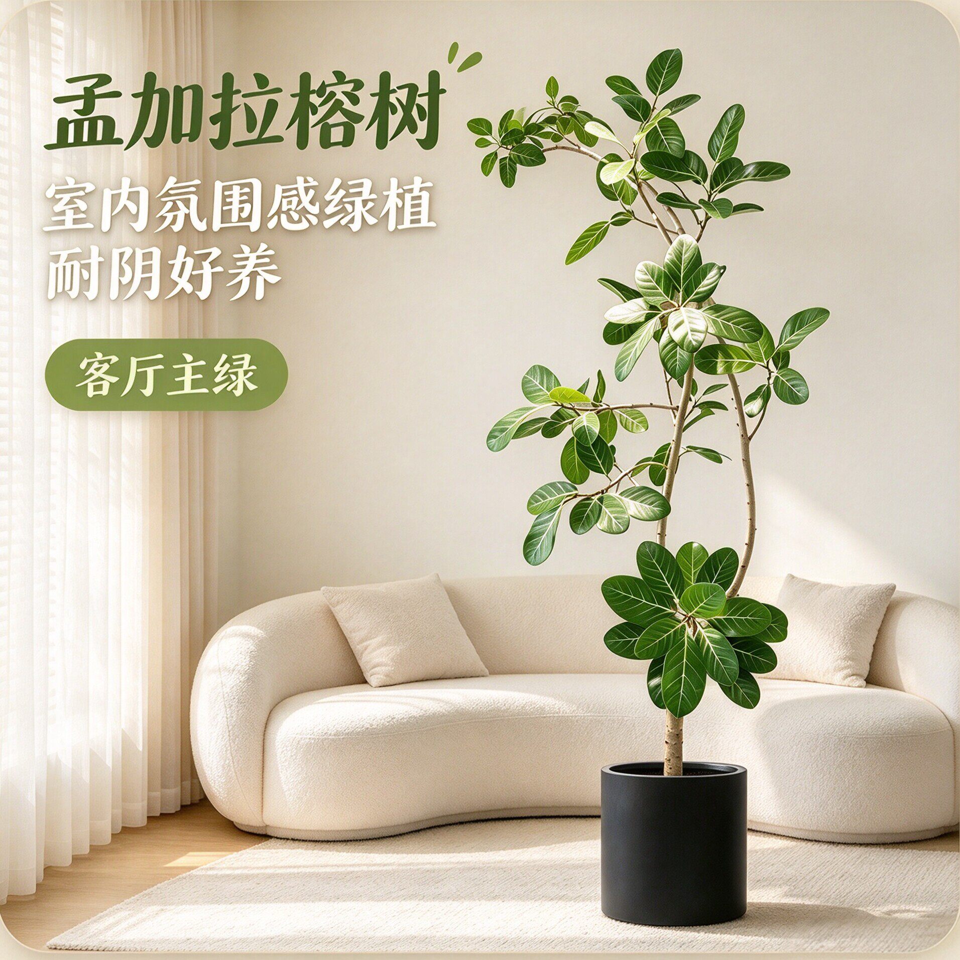 孟加拉榕盆栽大型绿植黄金榕植物