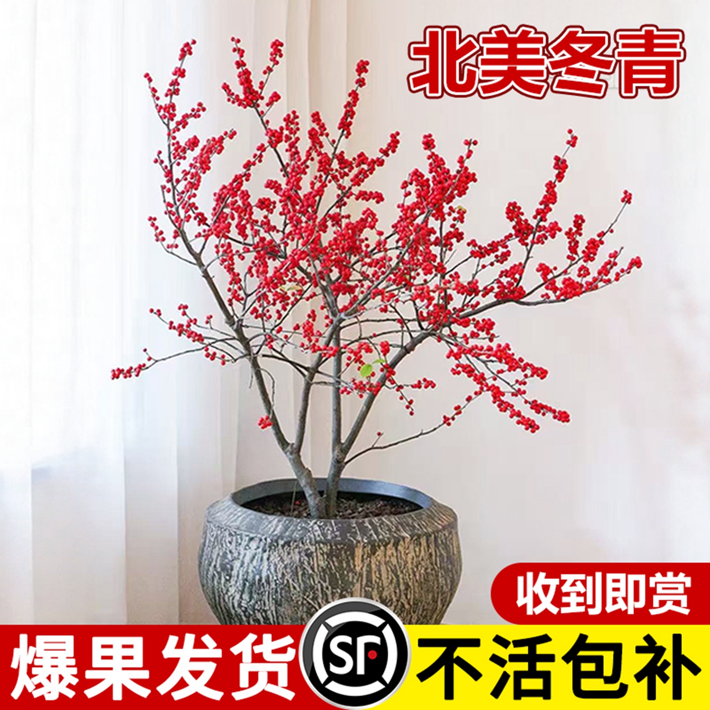 北美冬青盆栽树苗进口耐寒花卉