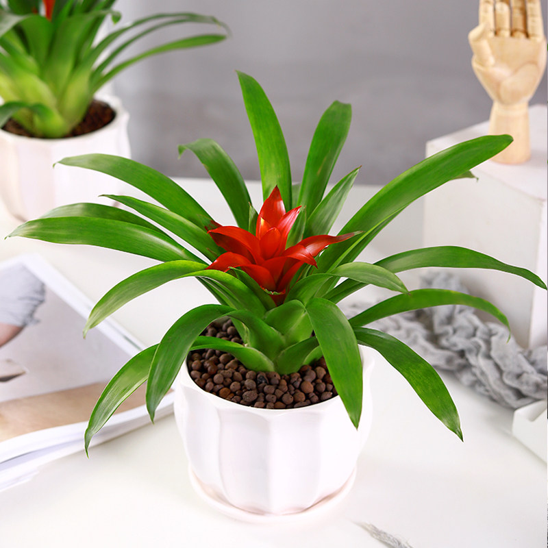 鸿运当头盆栽植物绿植室内红运凤梨花卉盆栽易活阳台室外四季好养
