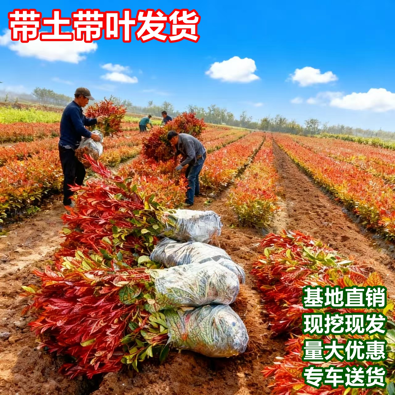 红叶石楠树苗公园庭院绿化植物