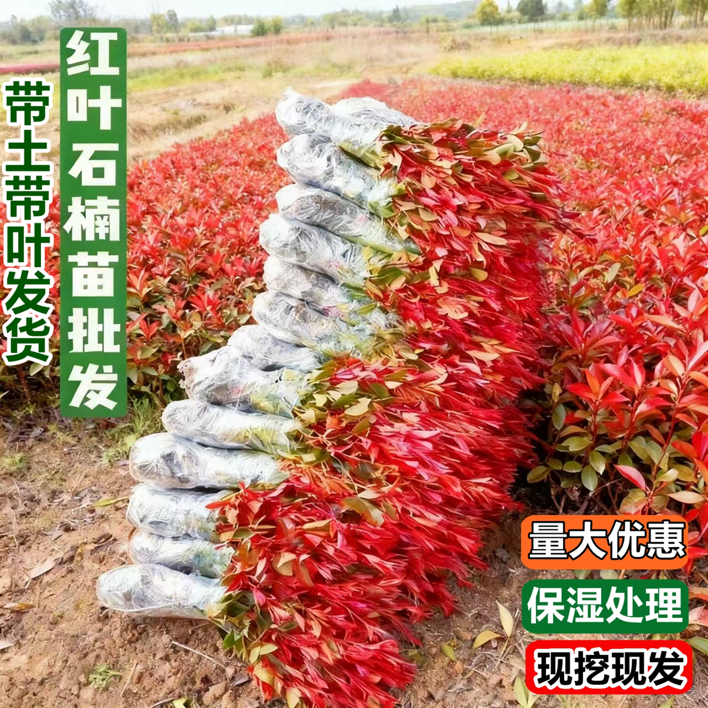 红叶石楠树苗园林别墅庭院好养活