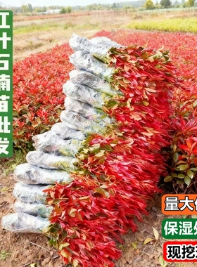 红叶石楠树苗篱笆苗庭院绿化苗木四季常青园林别墅绿篱工程树苗