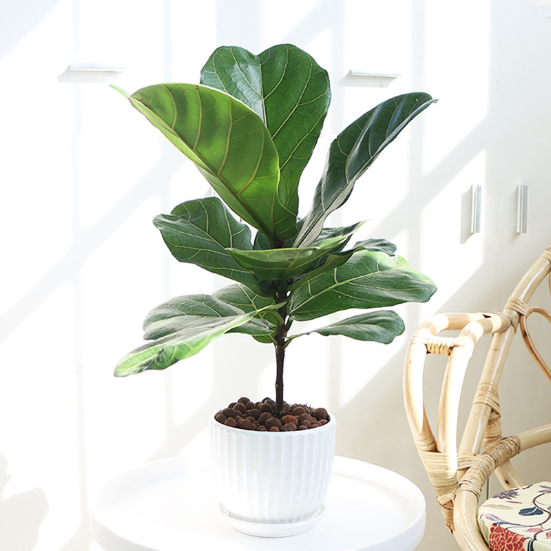 琴叶榕盆栽绿植观叶网红绿植室内阳台客厅办公绿色桌面植物花盆