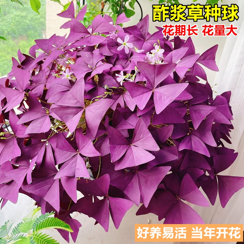 紫叶酢浆草种球盆栽带花三叶草种子庭院花卉植物室内四季开花球根