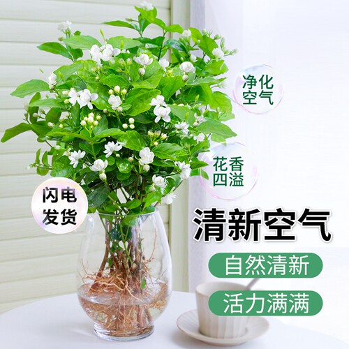 水培植物茉莉花盆栽好养带花发货