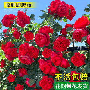 蔷薇花苗爬藤四季开花佛罗伦蒂娜月季花苗特大花卉盆栽藤本植物
