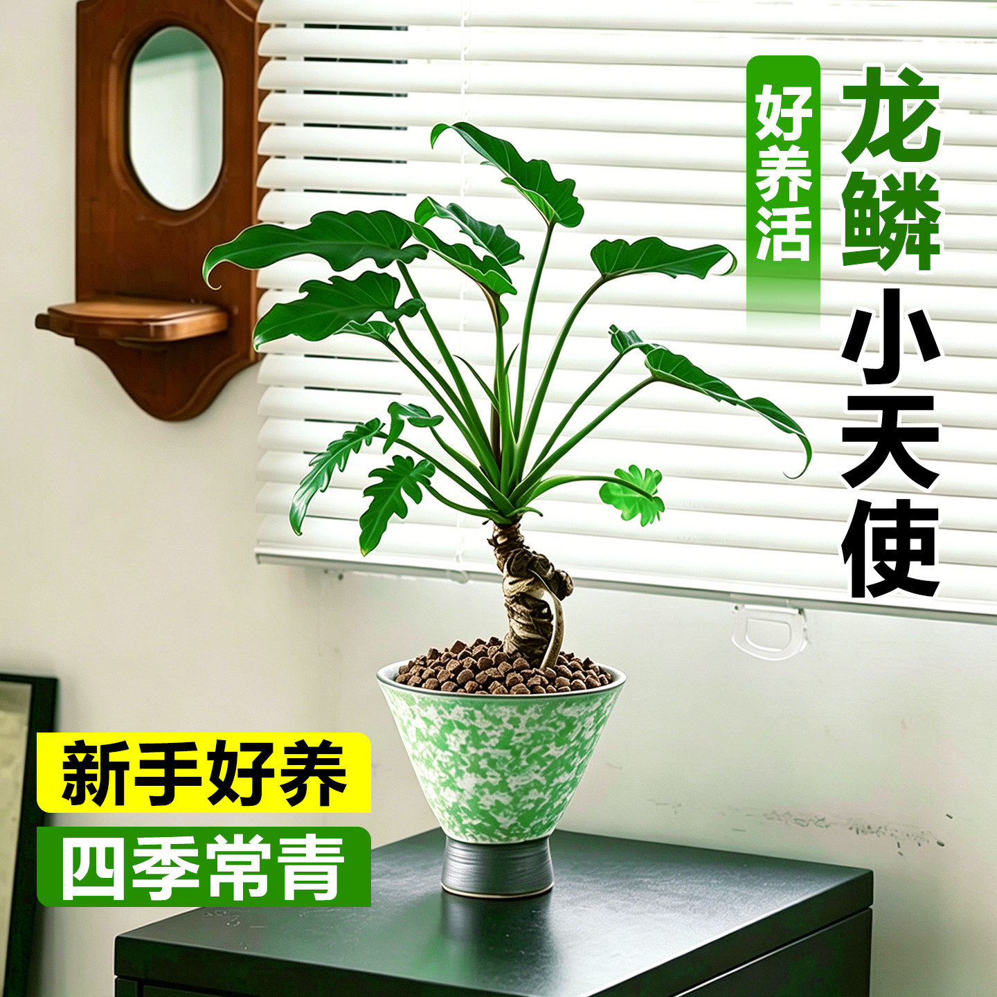 龙鳞春羽小天使老桩耐阴植物盆栽办公室客厅桌面绿植好养花卉盆景