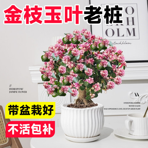 金枝玉叶老桩盆景多肉植物好养活