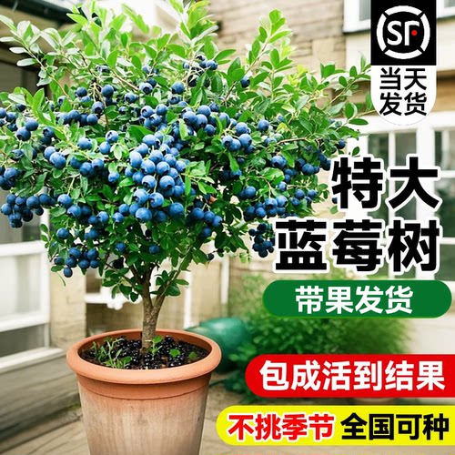 蓝莓树果苗盆栽带果特大号