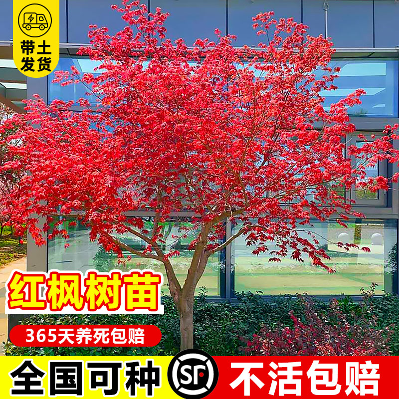 红枫树苗四季日本红枫庭院种植