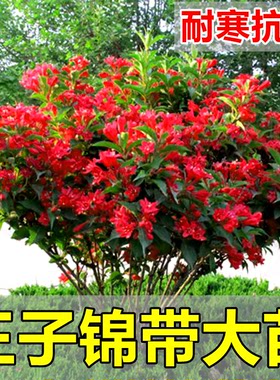 红王子锦带花苗庭院耐寒绿化风景