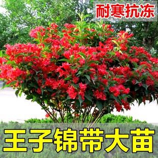 红王子锦带花苗五彩锦带花树盆栽别墅庭院耐寒绿化风景树四季好养
