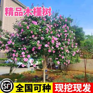 木槿花树苗可食用棒棒糖木槿花重瓣大苗阳台庭院盆栽耐寒四季好养