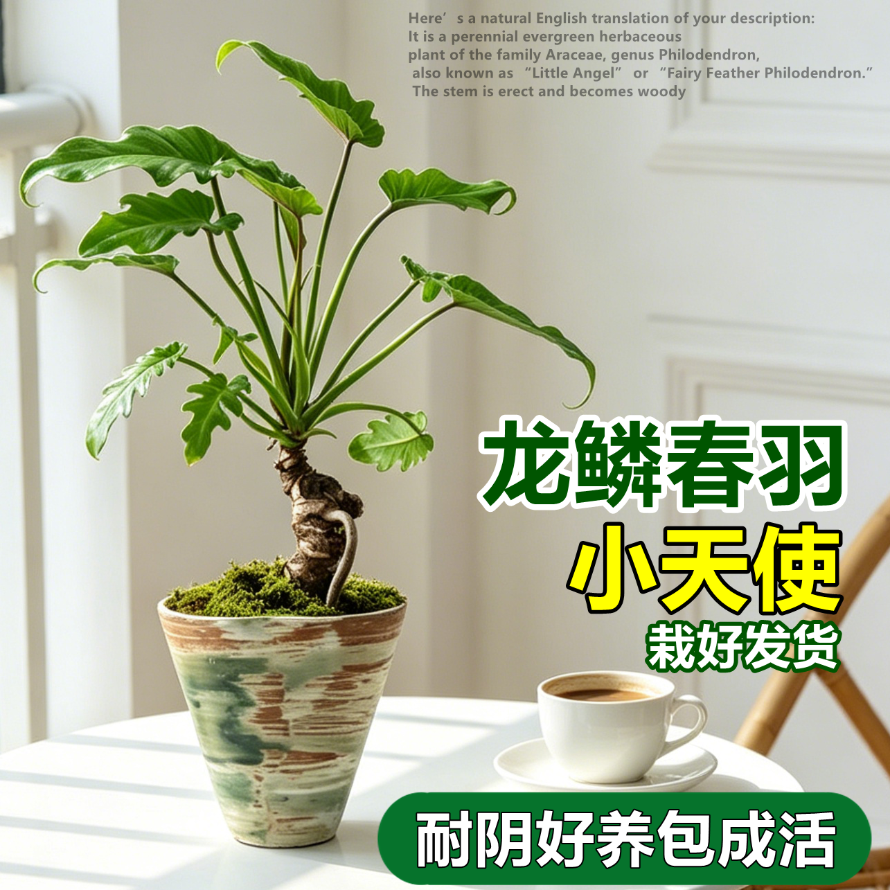 龙鳞春羽小天使老桩耐阴植物盆栽办公室客厅桌面绿植好养花卉盆景